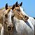 Sue Anderson's profile image