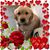 Kathy Wallace Calocino's profile image