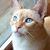 Elaine Plocinik Isaacs's profile image