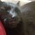 Meg Ellis's profile image
