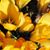 'Robyn Bat's profile image