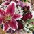 Debra Kennedy Henke's profile image