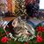 Stacie Nelson's profile image