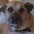 Kedis Boettner's profile image