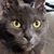 Toni-Ann Verwey's profile image