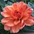 Patti Matthews's profile image