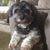 Donielle LaVancher Juenker's profile image
