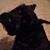 Sheila K Moore Neece's profile image
