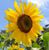 Leslie Alger's profile image