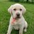 Lori Harper Bielecki's profile image