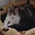 Lyne Metivier's profile image