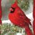 Deborah S. Opalewski's profile image
