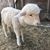 Charlene Quenneville's profile image