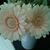 Arianna Luciani's profile image