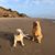 Fiona Asple's profile image