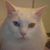 Michele Harding's profile image