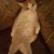 Macaroni Gilman's profile image