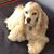 Deborah Imperato Fieger's profile image