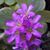Vivian Velazquez's profile image