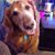 Greg Goetz's profile image