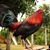 Jose Junior Mario Flores's profile image