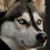 Sarah Boyce's profile image