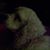 Elizabeth Ann Johnson's profile image