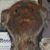 Wooly Sheesebooger Rojas's profile image
