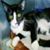 Kurt Oleson's profile image