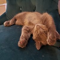 Ian Moriarty's profile image