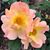 Sharon Bennett Benjamin's profile image
