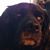 John Gross's profile image