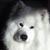 Eileen Laut's profile image