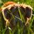 Jess Almanon del Mundo's profile image