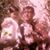 Gabriela Gotti's profile image