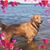 Brenda S. Canal's profile image
