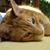Carol Schweiger's profile image