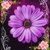 Vicki L. Holt's profile image