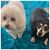 JoAnne Webster Hollingsworth's profile image