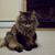 Colleen Mattson's profile image