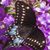 Darlene Field's profile image