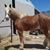Donara Metcalfe's profile image