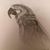 Carol Ottinger's profile image