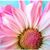 Shenandoah McGlasson's profile image