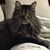 Elaine Hoekstra's profile image