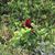 Renata Lanzoni Silva Tierno's profile image