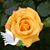 Shirley Ribeiro's profile image