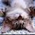 Rhonda Vance's profile image
