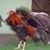 Rigo Ruiz's profile image