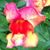 Cinamyn Choate's profile image